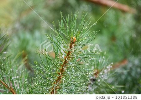 Background of green pine branches with water drops after rain Background of green pine branches with water drops after rain 101851388