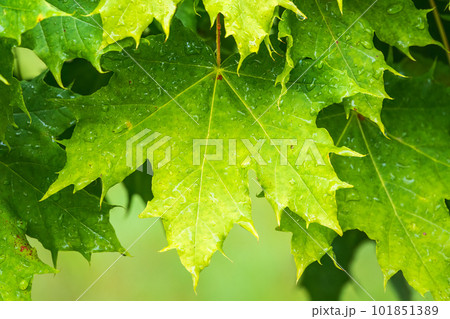 Branches of maple with green leaves covered with water drops after rain Branches of maple with green leaves covered with water drops after rain 101851389