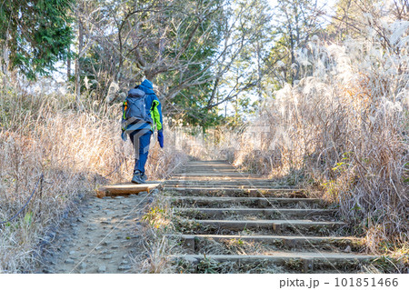 【日本】ススキが繁茂する高尾山参道を歩くザックを背負った登山客 101851466