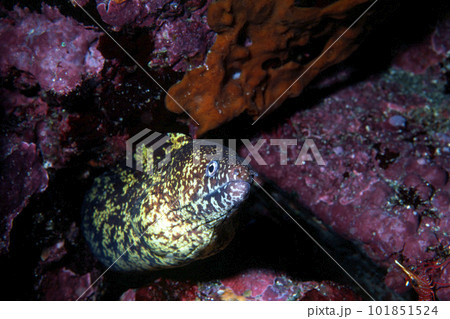 ウツボ 海中写真 ウツボ 海中写真 101851524