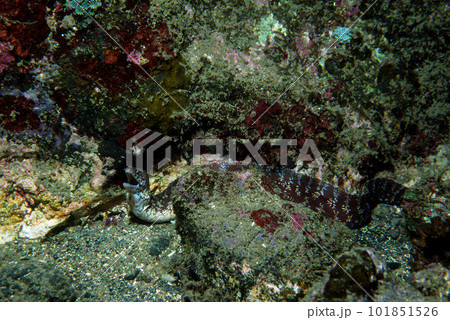 ウツボ 海中写真 ウツボ 海中写真 101851526