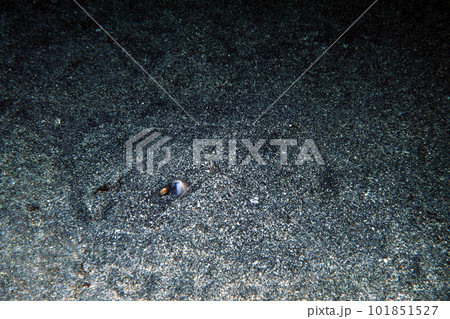 砂に潜るエイ 海中写真 砂に潜るエイ 海中写真 101851527