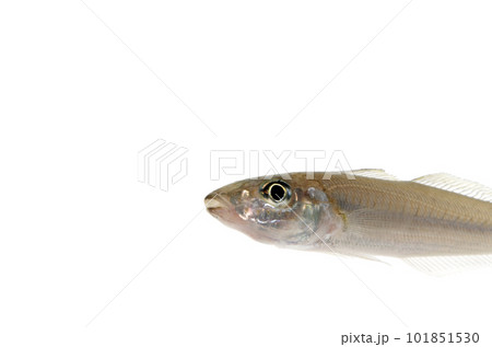 シロギス　アップ　白バック 101851530