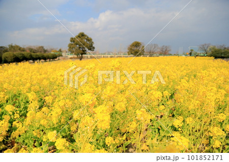 満開　菜の花 101852171