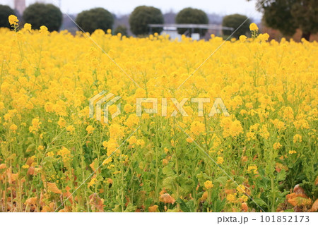 満開　菜の花 101852173