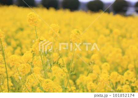 菜の花 淡い春 菜の花 淡い春 101852174