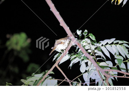 奄美大島のみに生息する国特別天然記念物のオオトラツグミ 101852558