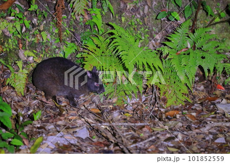 国特別天然記念物の奄美大島のアマミノクロウサギ 101852559