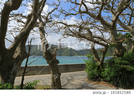 加計呂麻島諸鈍のデイゴ並木からの美しい海の眺め 加計呂麻島諸鈍のデイゴ並木からの美しい海の眺め 101852580