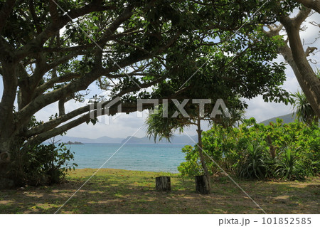 加計呂麻島諸鈍のポエムのような南国の風景 101852585