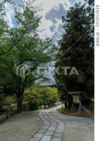 東大寺二月堂から大仏殿へ下る道の両側にある立派な木 101852628