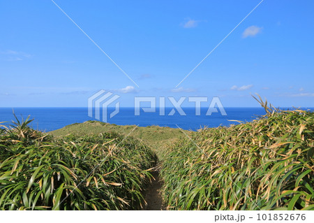 奄美大島宮古崎のリュウキュウササに覆われた遊歩道の先に広がる青く美しい海の眺め 奄美大島宮古崎のリュウキュウササに覆われた遊歩道の先に広がる青く美しい海の眺め 101852676