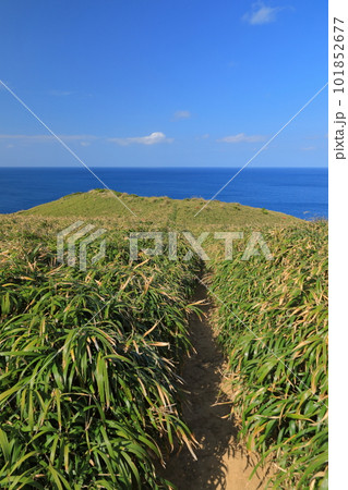 奄美大島宮古崎の岬の先端のリュウキュウササの遊歩道の風景 101852677