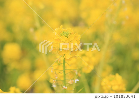菜の花　淡い春 101853041