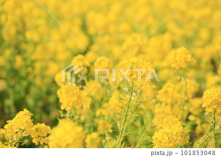 菜の花 満開 菜の花 満開 101853048