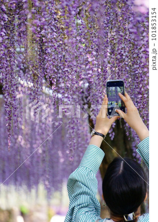 スマホで藤棚の写真を撮る女性 1 スマホで藤棚の写真を撮る女性 1 101853154
