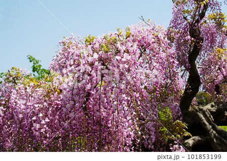 フジ(藤) Wisteria floribunda フジ(藤) Wisteria floribunda 101853199