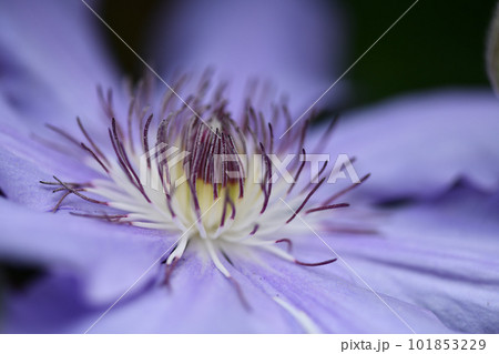 テッセン(鉄仙)の花芯 テッセン(鉄仙)の花芯 101853229