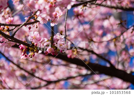 青空を背景に咲く満開の河津桜 青空を背景に咲く満開の河津桜 101853568