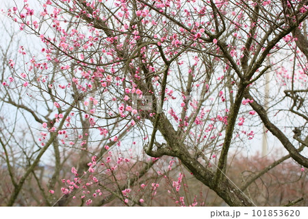 ピンク梅の花 ピンク梅の花 101853620