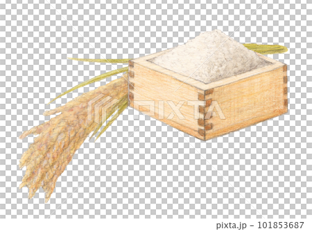 Ear of rice and rice watercolor pencil analog illustration Ear of rice and rice watercolor pencil analog illustration 101853687