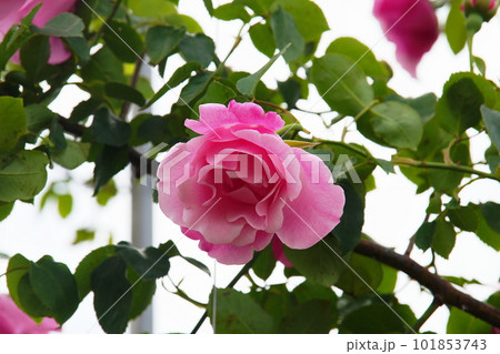 ベルニー公園のバラ(薔薇) スパニッシュビューティー Rose Spanish Beauty ベルニー公園のバラ(薔薇) スパニッシュビューティー Rose Spanish Beauty 101853743