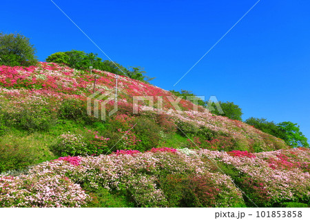 【愛媛県】快晴の冨士山公園の躑躅 101853858