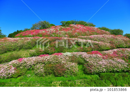 【愛媛県】快晴の冨士山公園の躑躅 【愛媛県】快晴の冨士山公園の躑躅 101853866