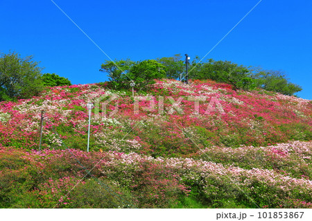 【愛媛県】快晴の冨士山公園の躑躅 101853867