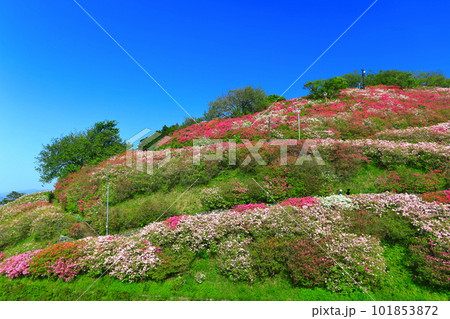 【愛媛県】快晴の冨士山公園の躑躅 101853872