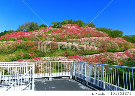 【愛媛県】快晴の冨士山公園の躑躅 【愛媛県】快晴の冨士山公園の躑躅 101853873