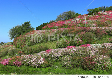 【愛媛県】快晴の冨士山公園の躑躅 101853880