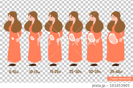 シンプルで可愛い週数別妊婦さんの身体の変化のイラストセット_胎児あり シンプルで可愛い週数別妊婦さんの身体の変化のイラストセット_胎児あり 101853905