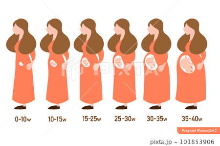 シンプルで可愛い週数別妊婦さんの身体の変化のイラストセット_顔なし目なし 101853906