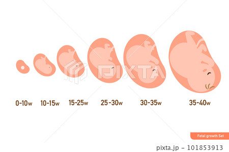 シンプルで可愛いお腹の中の胎児の成長過程のイラスト シンプルで可愛いお腹の中の胎児の成長過程のイラスト 101853913