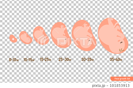 シンプルで可愛いお腹の中の胎児の成長過程のイラスト シンプルで可愛いお腹の中の胎児の成長過程のイラスト 101853913