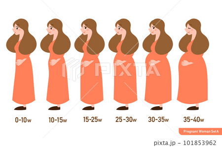 シンプルで可愛い週数別妊婦さんの身体の変化のイラストセット 101853962