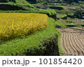 晴れた日の棚田の稲穂が風に揺れる風景 101854420