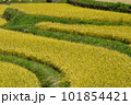 晴れた日の棚田の稲穂が風に揺れる風景 101854421