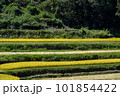 晴れた日の棚田の稲穂が風に揺れる風景 101854422