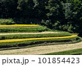 晴れた日の棚田の稲穂が風に揺れる風景 101854423