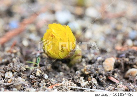 福寿草の花 福寿草の花 101854456