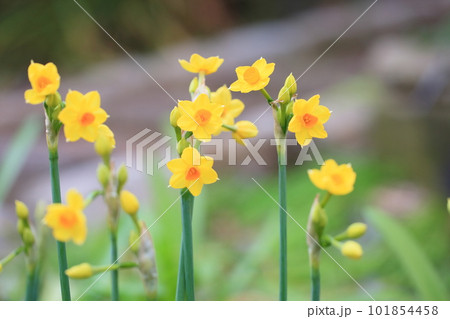 黄色い水仙の花 タリア 黄色い水仙の花 タリア 101854458