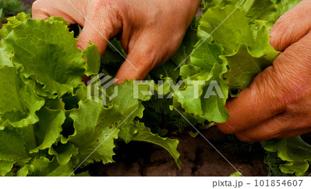 Unrecognizable hands sort out and pluck green lettuce leaves in the garden. Growing vitamin greens Unrecognizable hands sort out and pluck green lettuce leaves in the garden. Growing vitamin greens 101854607