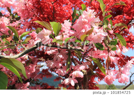 ハナカイドウとモミジ 101854725