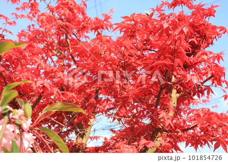 ハナカイドウとモミジ 101854726