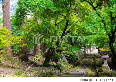 【夏素材】長野県清水寺の青もみじ【長野県】 【夏素材】長野県清水寺の青もみじ【長野県】 101854774