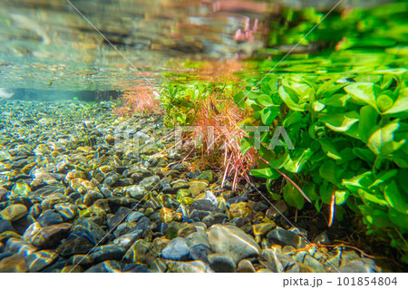 【夏素材】水辺と水中素材【長野県】 【夏素材】水辺と水中素材【長野県】 101854804
