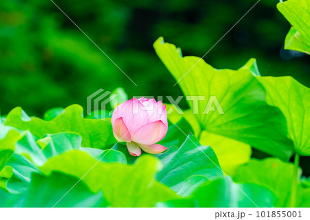 【花素材】蓮の花【長野県】 101855001