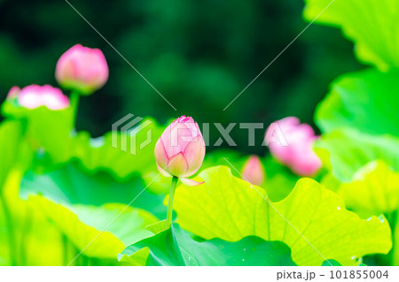 【花素材】蓮の花【長野県】 101855004